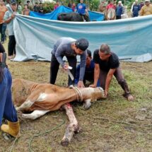 Idul Adha 1446 H: 9 Ekor Sapi Dikurbankan di Masjid Al-Muhajirin, Kades Salo Turun Langsung