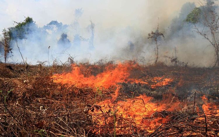 BPBD Pekanbaru Tangani 49 Kejadian Kebakaran Lahan Selama Tiga Bulan Terakhir