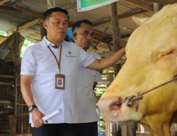 Persiapan Idul Adha, Kota Pekanbaru Sediakan 3.514 Ekor Hewan Kurban