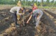 Dukung Ketahanan Pangan Nasional, Polsek Rangsang Tanam Jagung Pipil 0,5 Hektare di Desa Betina