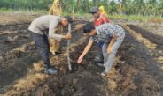 Dukung Ketahanan Pangan Nasional, Polsek Rangsang Tanam Jagung Pipil 0,5 Hektare di Desa Betina