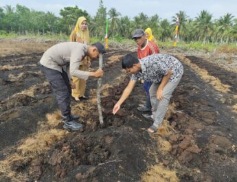 Dukung Ketahanan Pangan Nasional, Polsek Rangsang Tanam Jagung Pipil 0,5 Hektare di Desa Betina