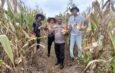 Polisi Turun ke Lahan: Polsek Rangsang Panen Jagung 1,3 Ton Bareng BUMDes Teluk Samak