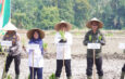 Dorong Swasembada Pangan dan Modernisasi Pertanian, Bupati Kampar Canangkan Gerakan Tanam Padi