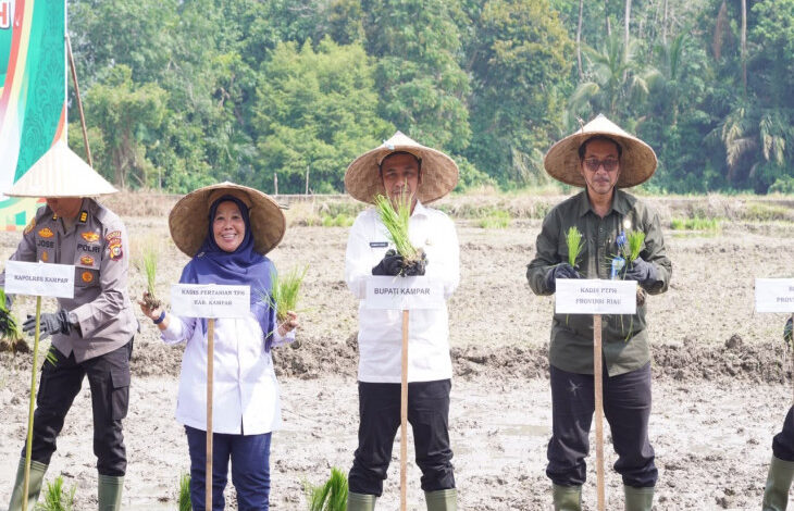Dorong Swasembada Pangan dan Modernisasi Pertanian, Bupati Kampar Canangkan Gerakan Tanam Padi
